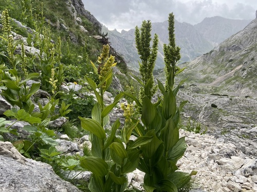 Veratrum lobelianum (Veratrum lobelianum)