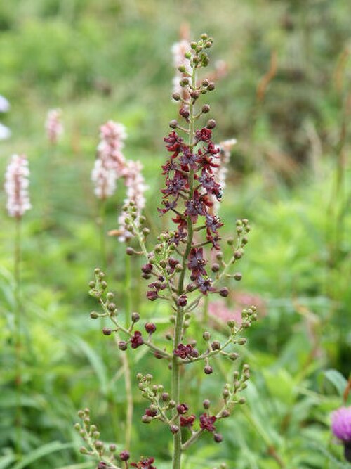 Veratrum maackii: Veratrum maackii
