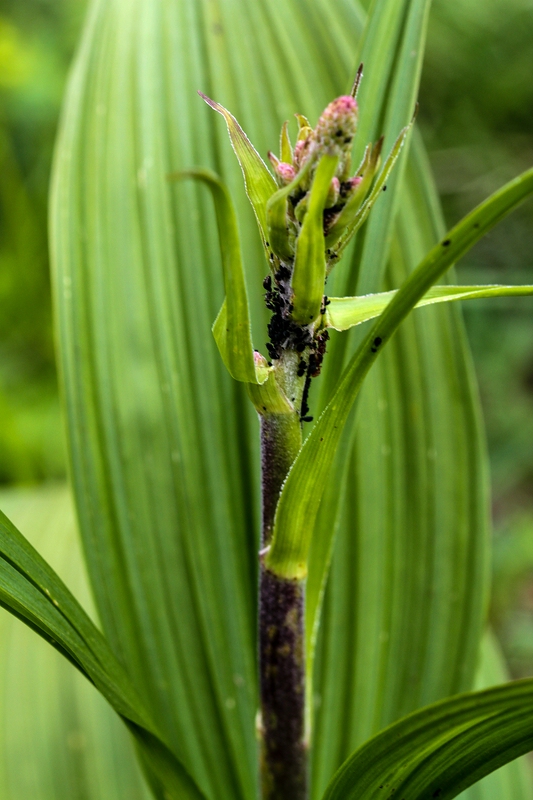 False hellebore: Alpengarten Villacher Alpe : Schwarzer_Germer