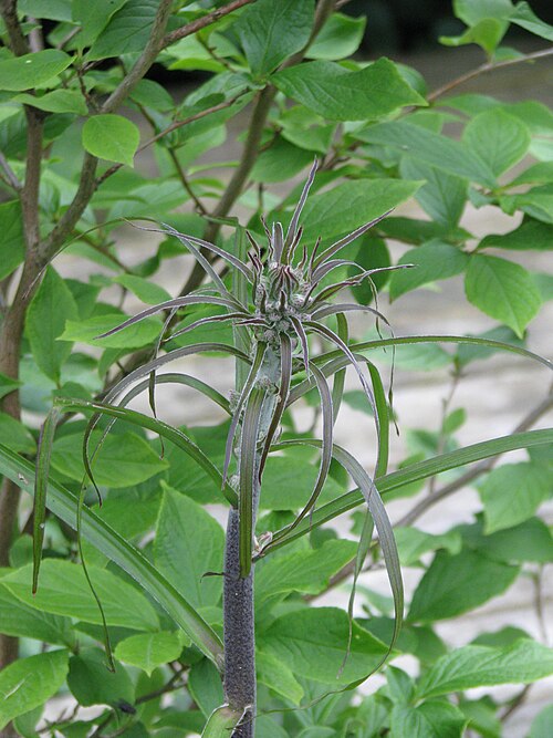 False hellebore: Album and nigrum have a completely different look to their buds