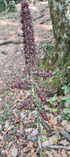 False hellebore (Veratrum nigrum)