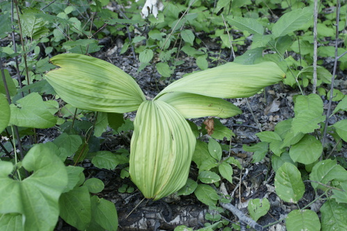 False hellebore (Veratrum nigrum)
