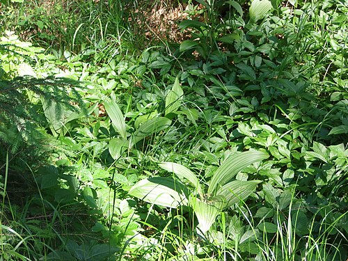 False hellebore: Natural monument Na Pilavě - black false hellebore (Veratrum nigrum) habitat