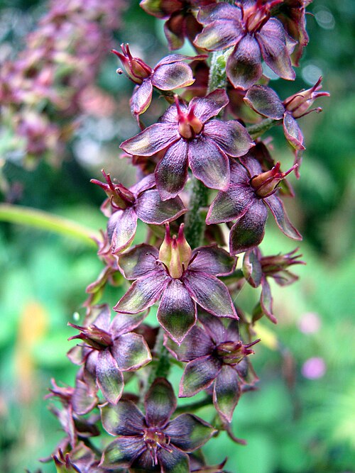 False hellebore: False hellebore ( Veratrum nigrum ), flowering plant, cultivated in Wrocław University Botanical Garden, Wrocław , Poland .