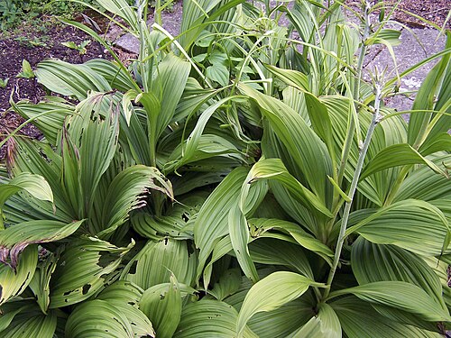 False hellebore: Veratrum nigrum 17 juin 2006 Vieux jardin botanique de Göttingen