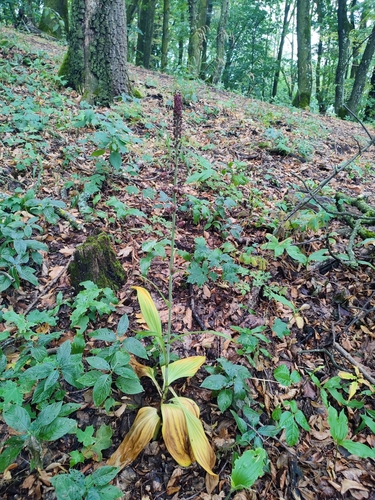False hellebore (Veratrum nigrum)