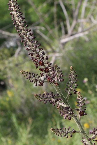 False hellebore (Veratrum nigrum)
