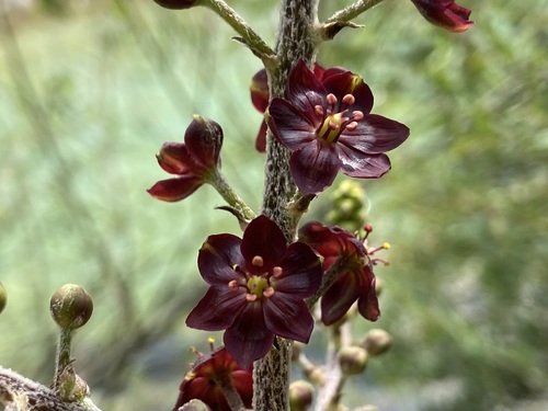 False hellebore (Veratrum nigrum)