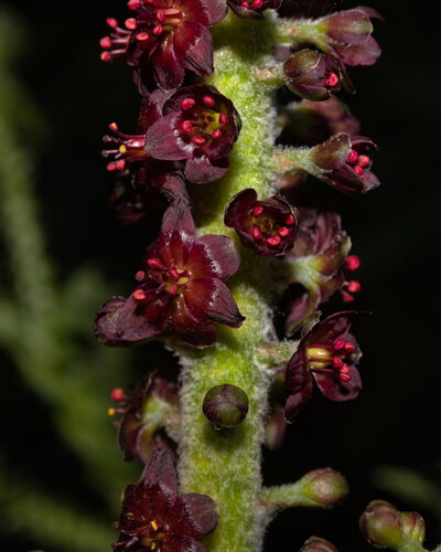 False hellebore (Veratrum nigrum)