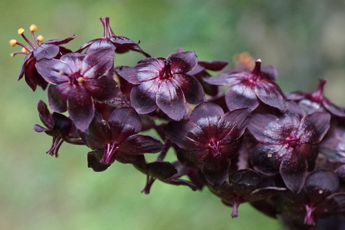 False hellebore (Veratrum nigrum)