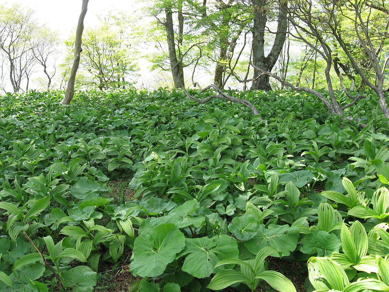 White false hellebore: 群生する バイケイソウ