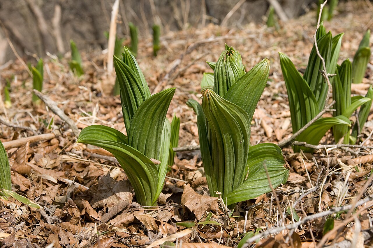 White false hellebore: バイケイソウ