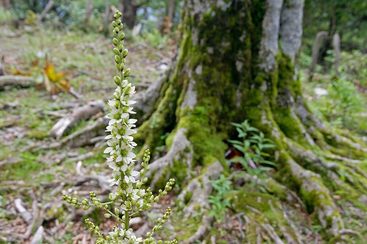 White false hellebore: バイケイソウ