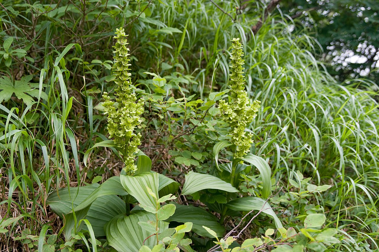 White false hellebore: バイケイソウ