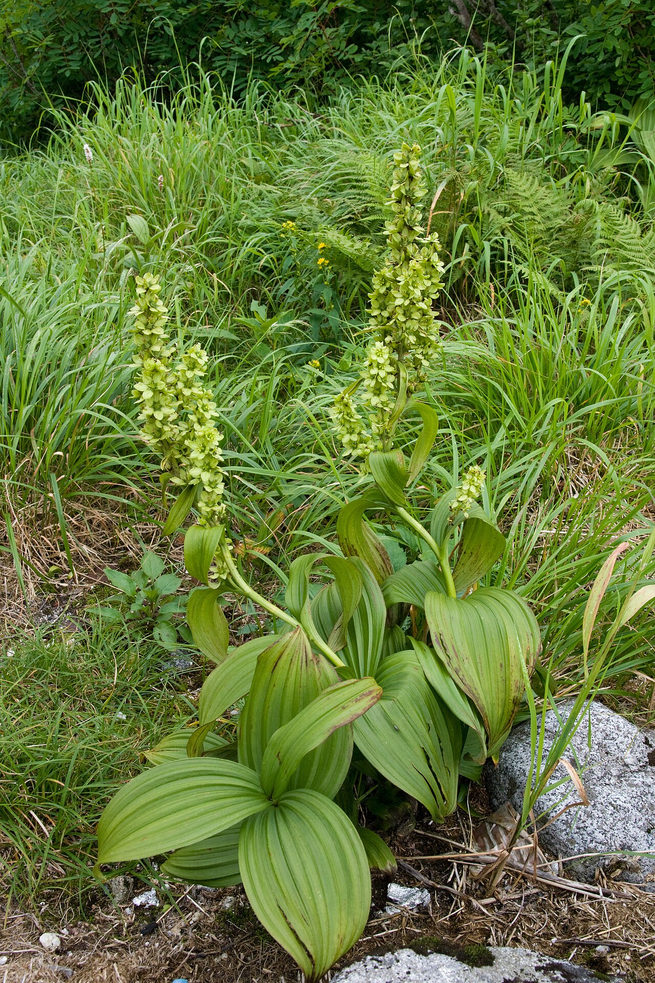 White false hellebore: バイケイソウ