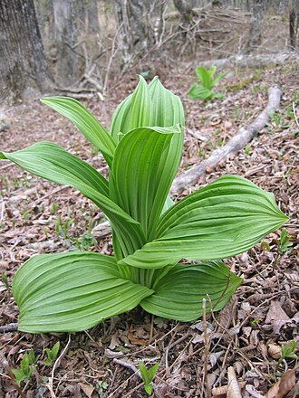 White false hellebore: white hellebore