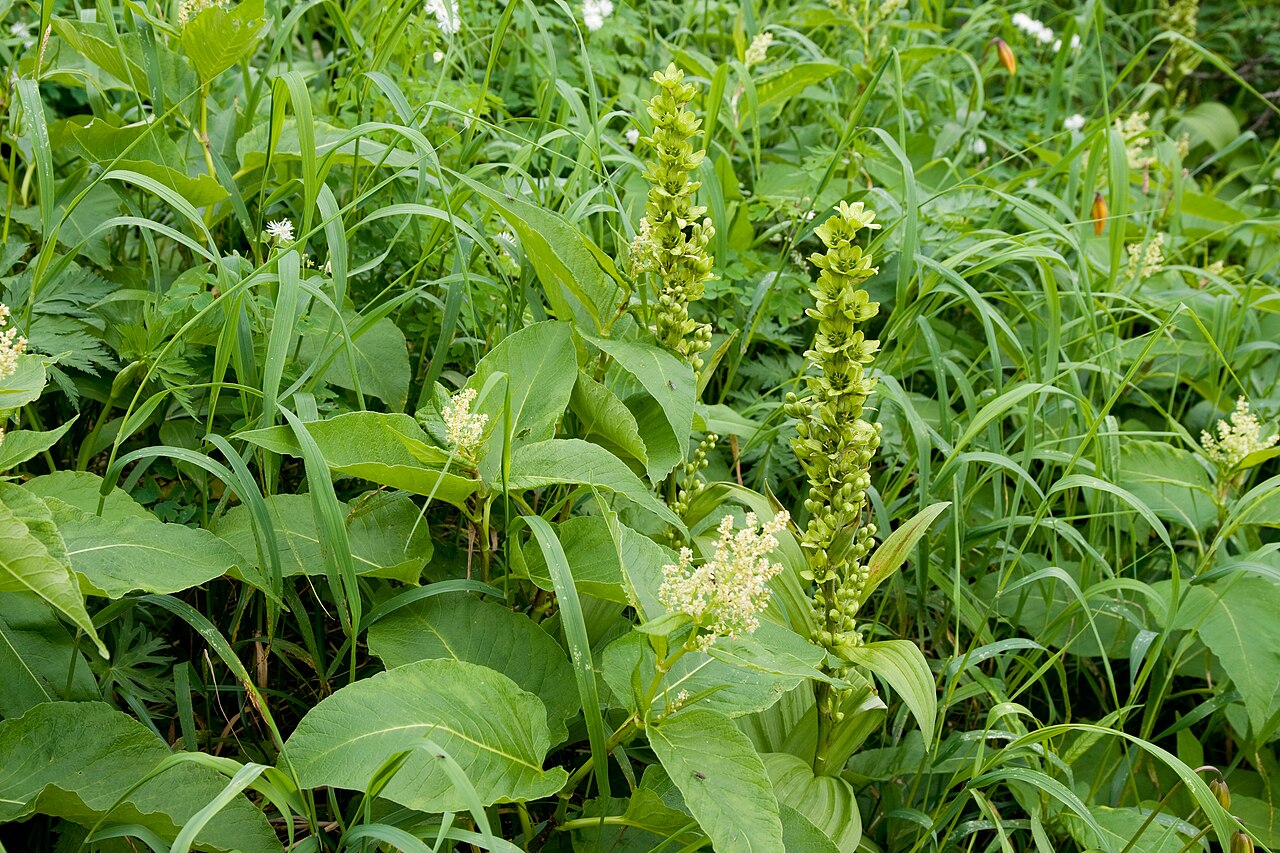 White false hellebore: バイケイソウ