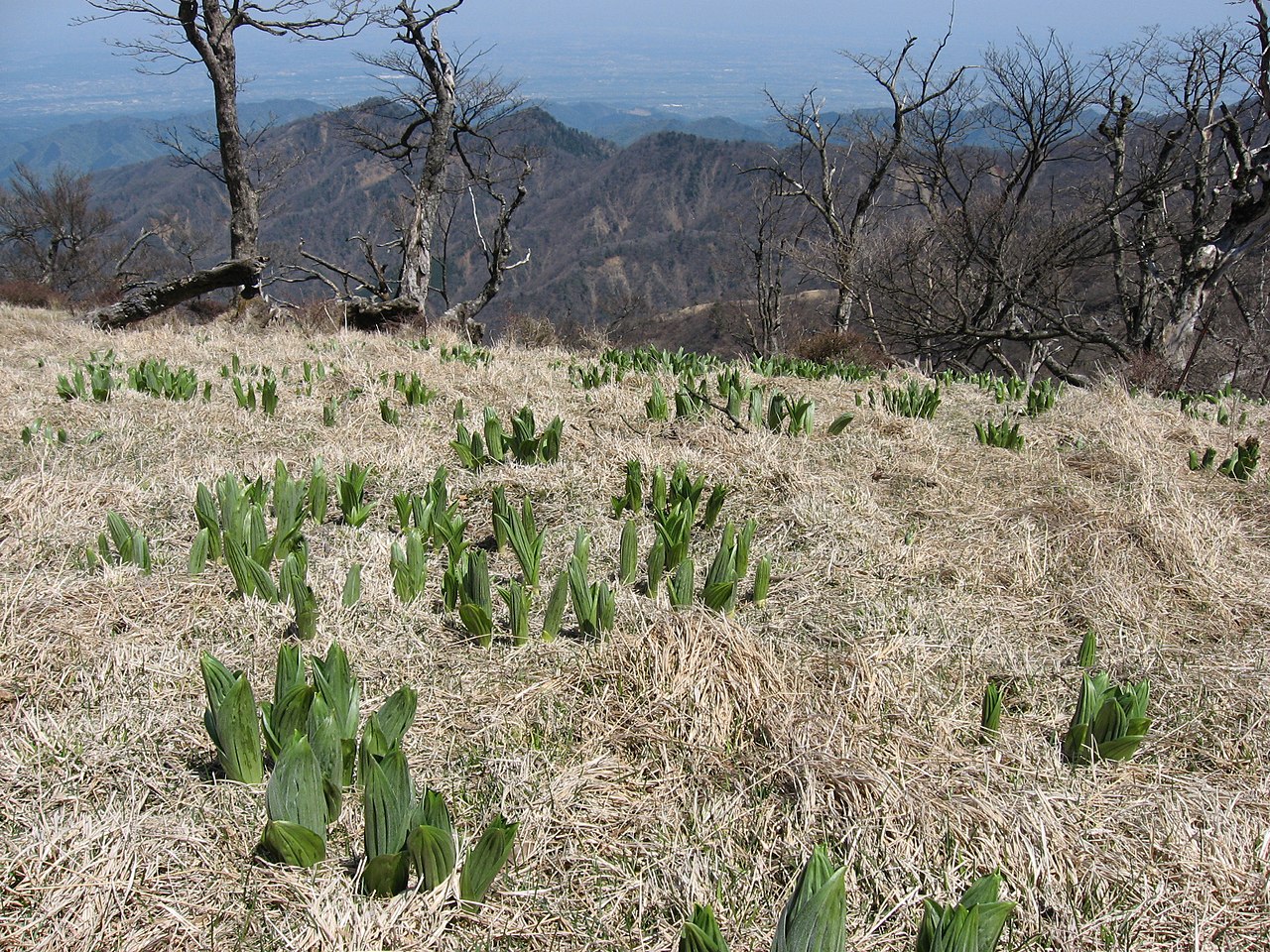 White false hellebore: 蛭ヶ岳 山頂の バイケイソウ