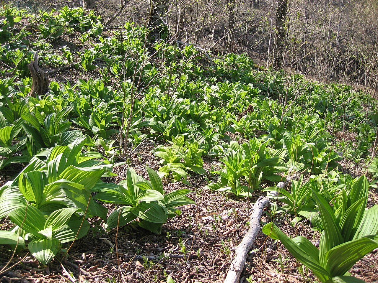 White false hellebore: white Hellebore