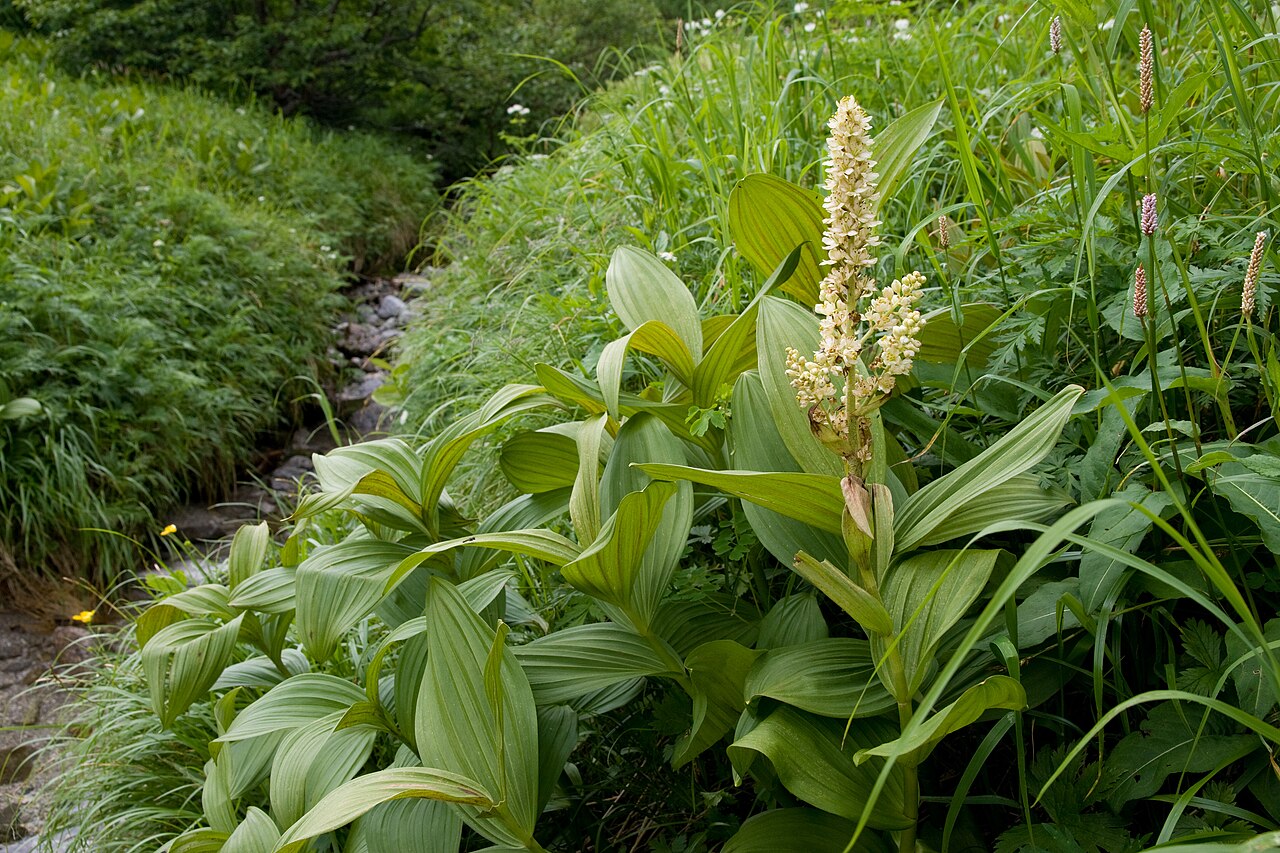 White false hellebore: バイケイソウ