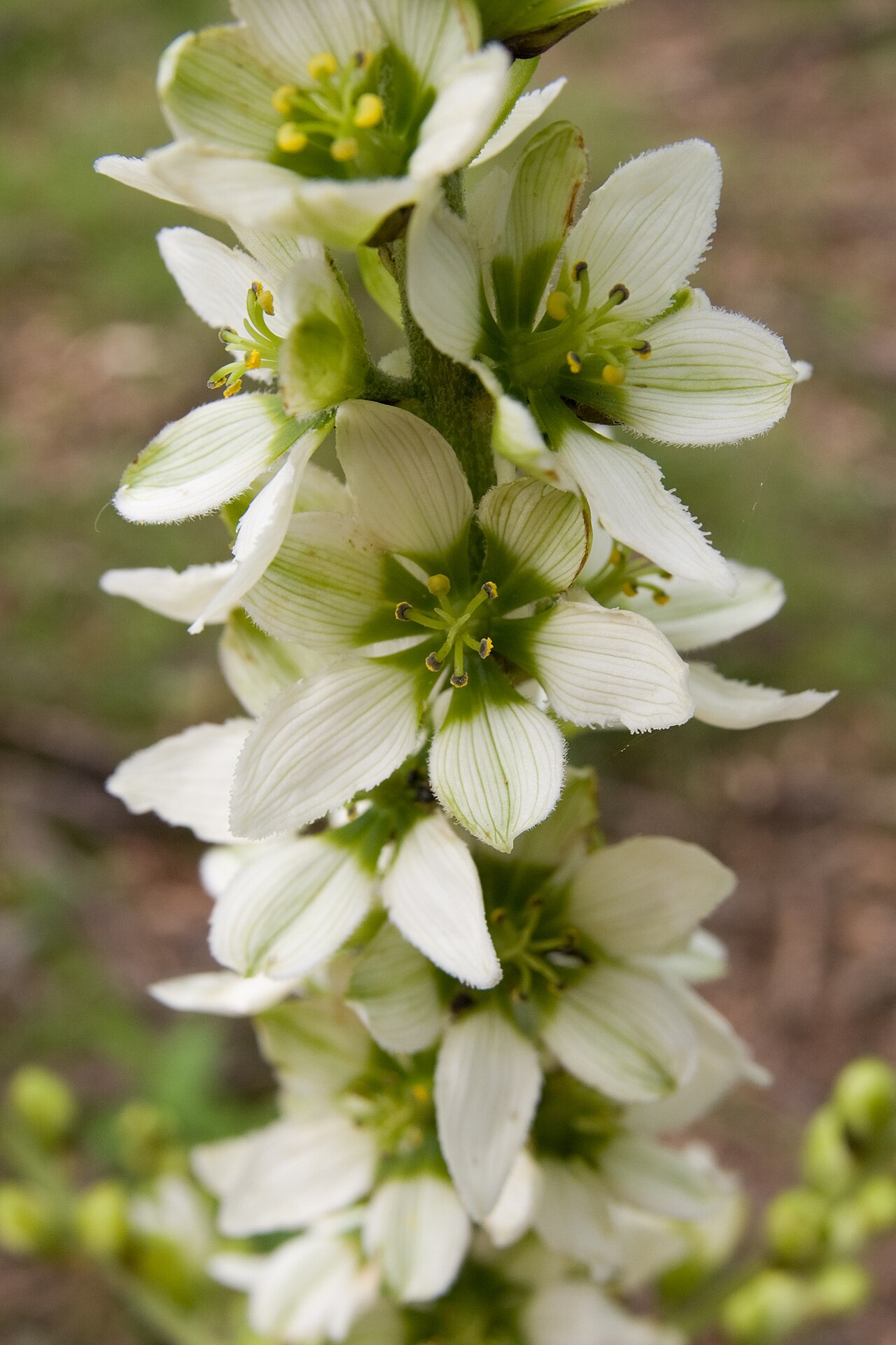 White false hellebore: バイケイソウ