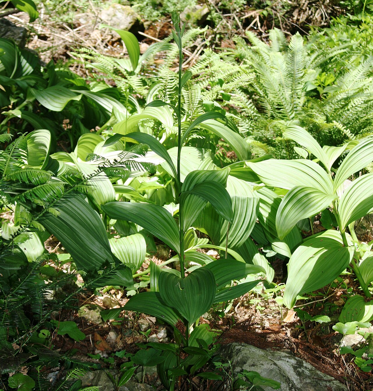 White false hellebore: Veratrum oxysepalum (syn. V. stamineum var. micranthum ) in Imo Wetland