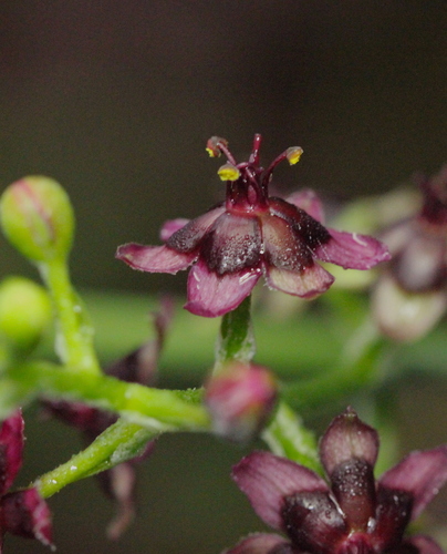 Veratrum schindleri (Veratrum schindleri)