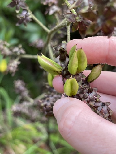 Veratrum schindleri (Veratrum schindleri)