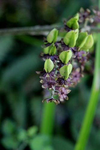Veratrum schindleri (Veratrum schindleri)