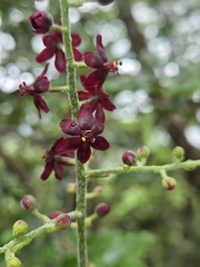 Veratrum schindleri (Veratrum schindleri)