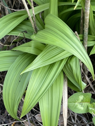 Veratrum schindleri (Veratrum schindleri)