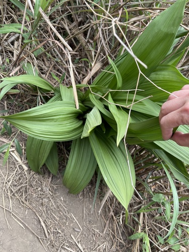 Veratrum schindleri (Veratrum schindleri)