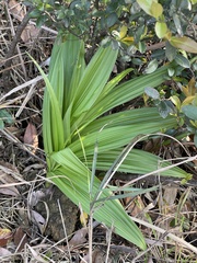 Veratrum schindleri (Veratrum schindleri)