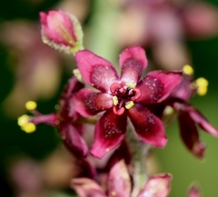Veratrum schindleri (Veratrum schindleri)