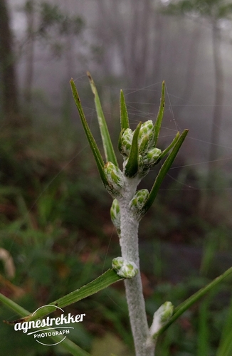 Veratrum schindleri (Veratrum schindleri)