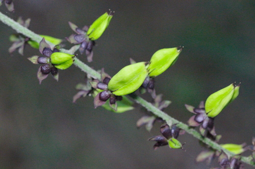 Veratrum schindleri (Veratrum schindleri)