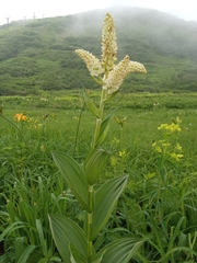 Veratrum stamineum (Veratrum stamineum)
