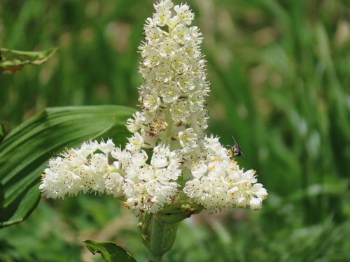 Veratrum stamineum (Veratrum stamineum)
