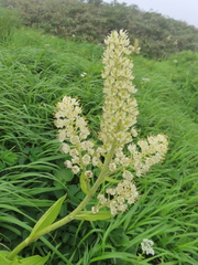 Veratrum stamineum (Veratrum stamineum)