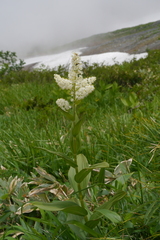 Veratrum stamineum (Veratrum stamineum)