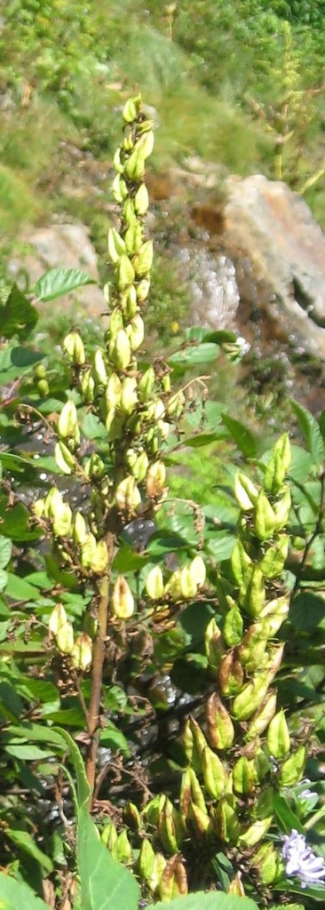 False hellebore (Veratrum viride)