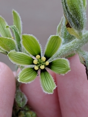 False hellebore (Veratrum viride)