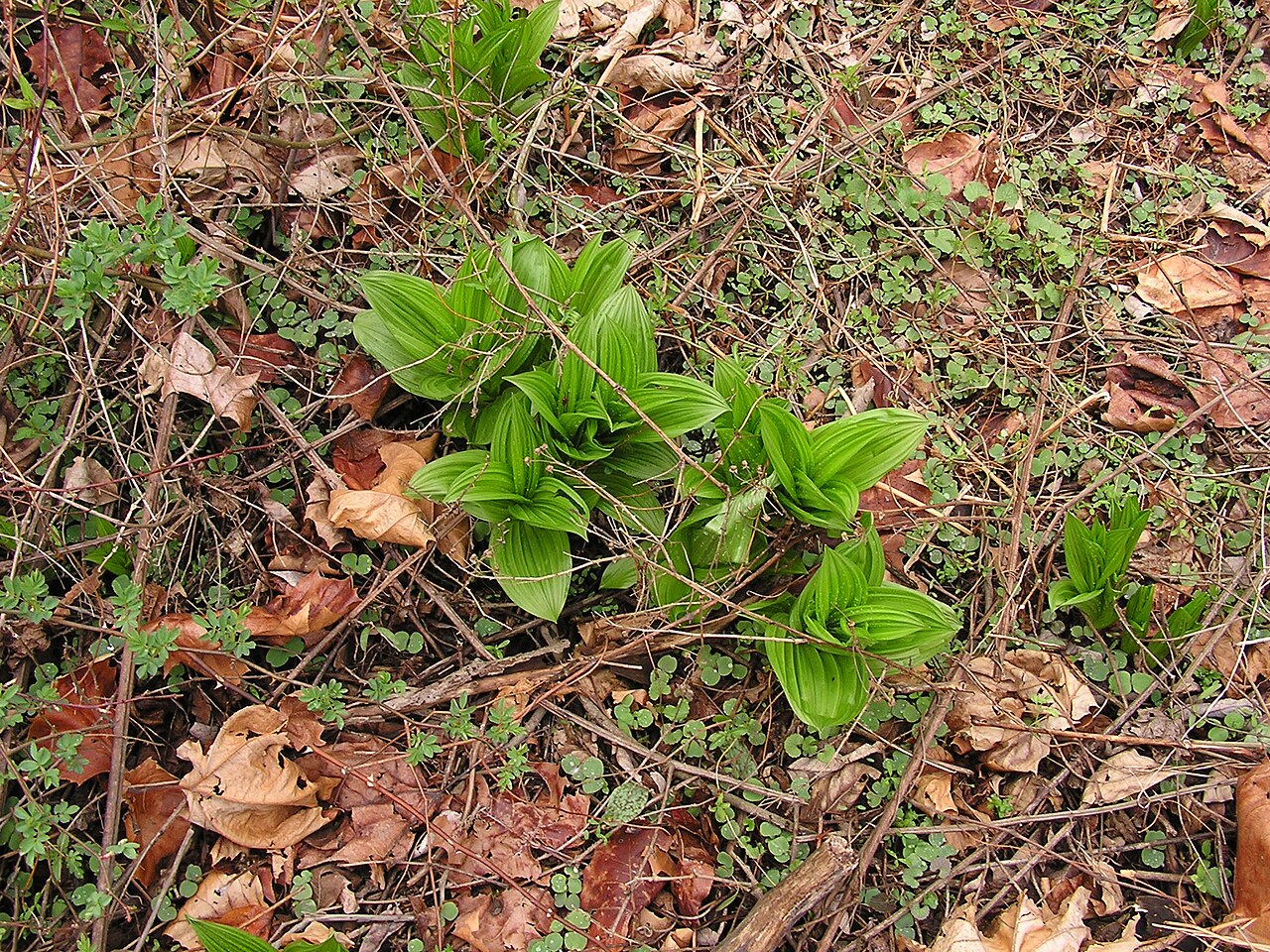 False hellebore: Veratrum veride