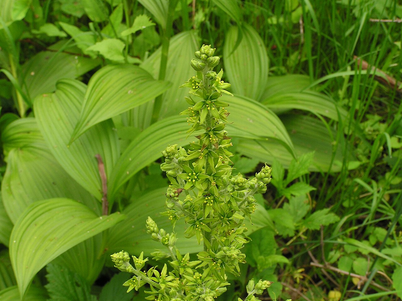 False hellebore: Veratrum veride