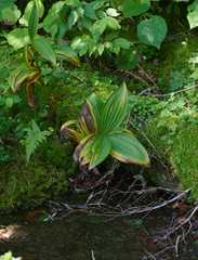 False hellebore (Veratrum viride)