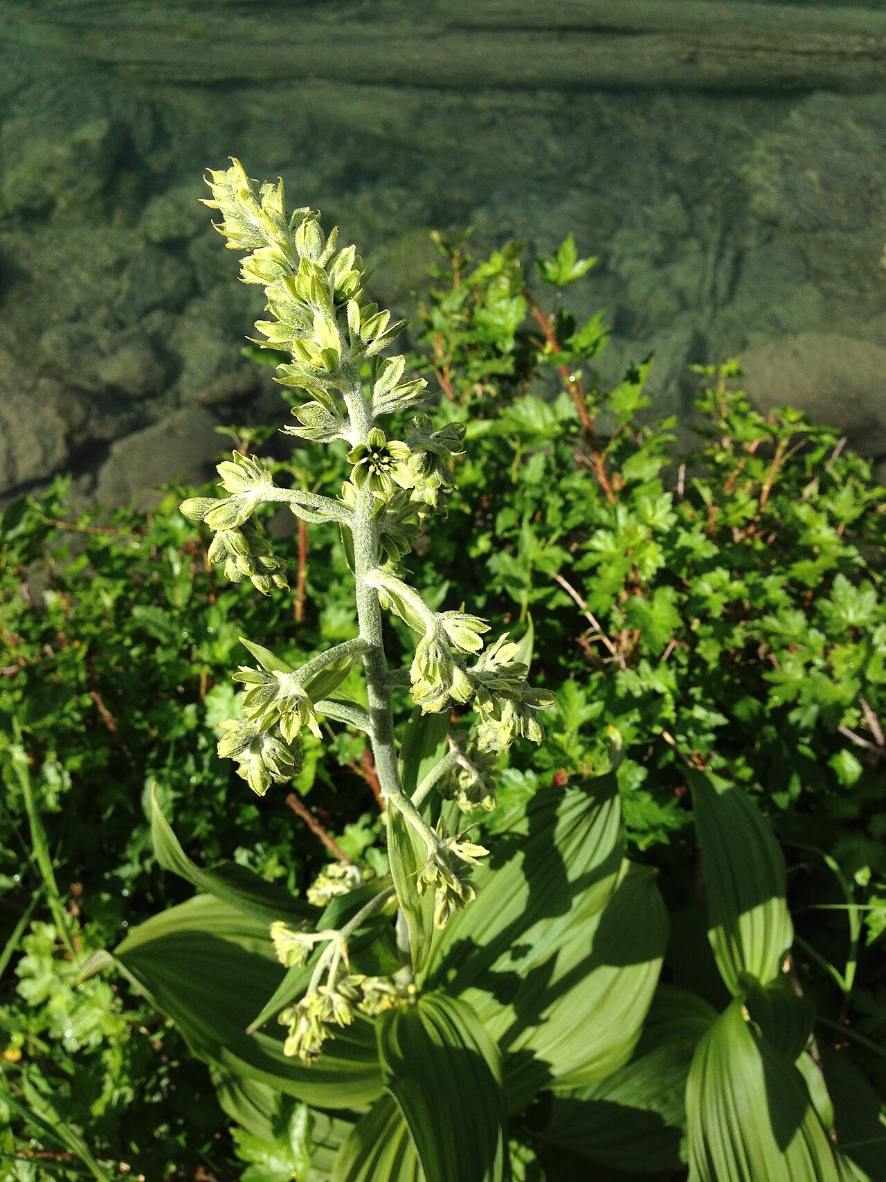 False hellebore: Veratrum viride