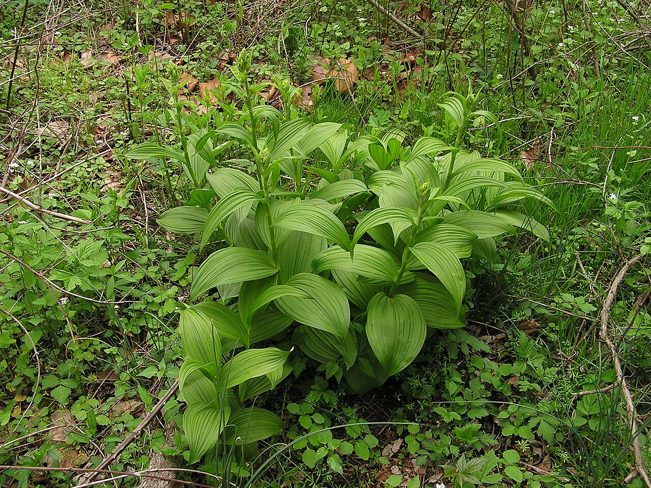 False hellebore: Veratrum veride