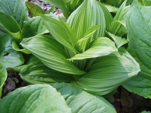 False hellebore (Veratrum viride)