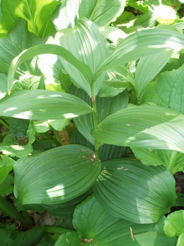 False hellebore (Veratrum viride)