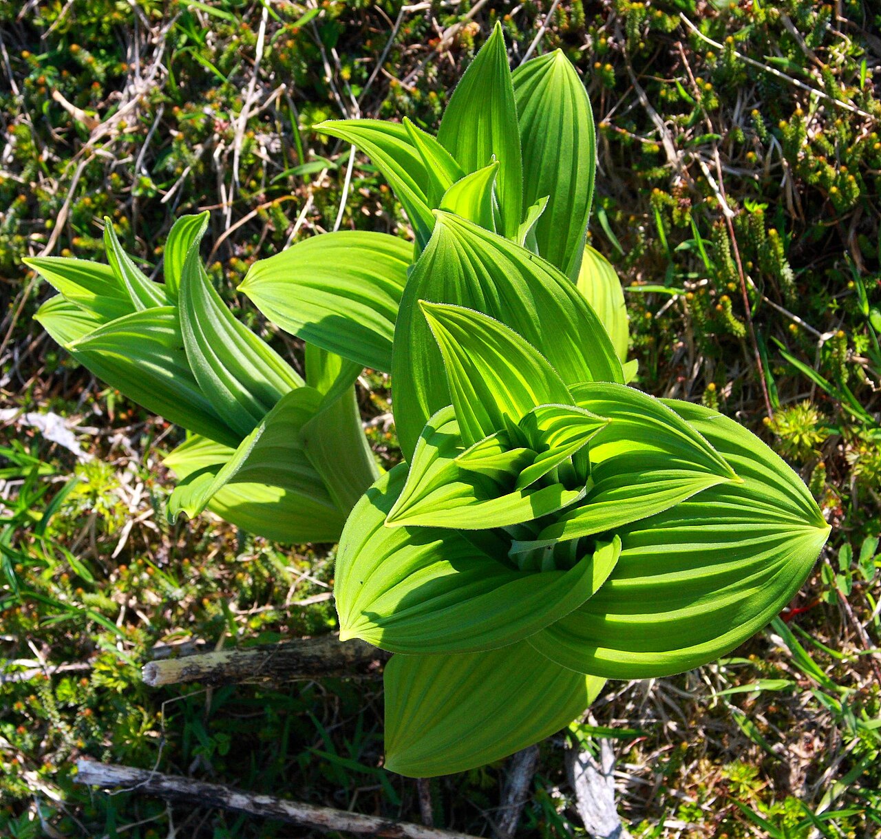 False hellebore: I took this hike to Green Lake on Powerline Pass in July 2009. This trail starts from the Glen Alps parking lot in the Chugach State Park, in Anchorage, Alaska.